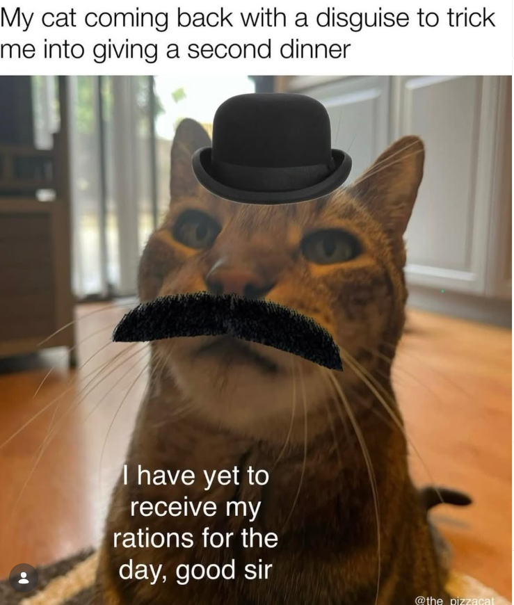 My cat coming back with a disguise to trick me into giving a second dinner I have yet to receive my rations for the day, good sir @the pizzacat