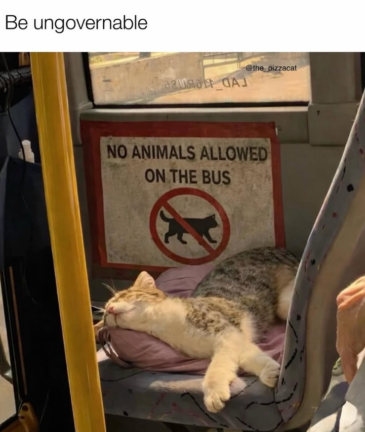Be ungovernable aura J @the_pizzacat NO ANIMALS ALLOWED ON THE BUS