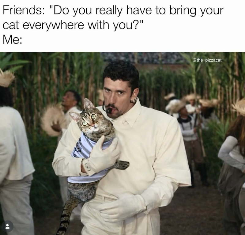 Friends: "Do you really have to bring your cat everywhere with you?" Me: @the_pizzacat