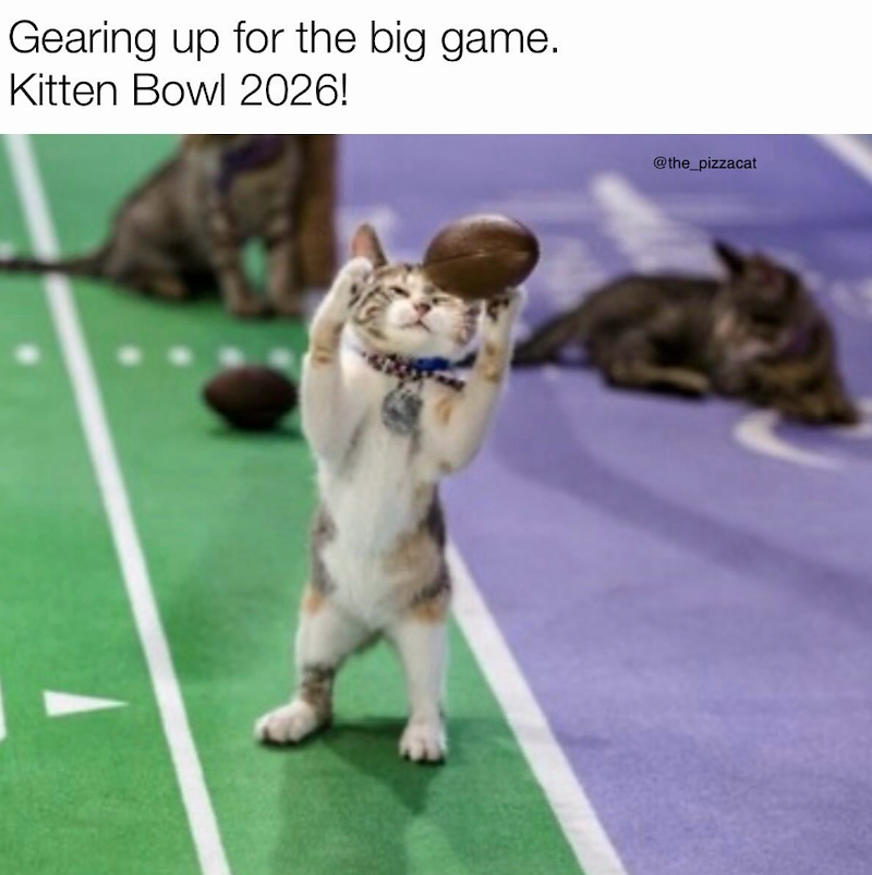 Gearing up for the big game. Kitten Bowl 2026! @the_pizzacat