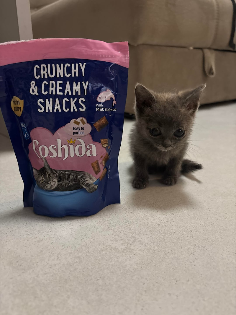 ricin try CRUNCHY & CREAMY SNACKS MIST Easy to portion Coshida With MSC Salmon