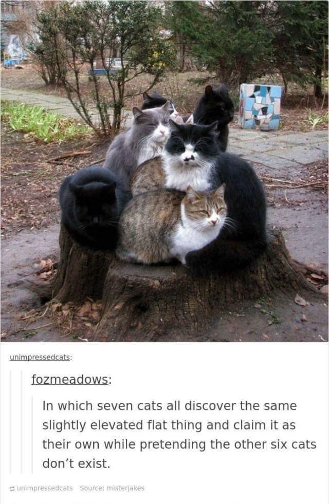 unimpressedcats: fozmeadows: In which seven cats all discover the same slightly elevated flat thing and claim it as their own while pretending the other six cats don't exist. unimpressedcats Source: misterjakes