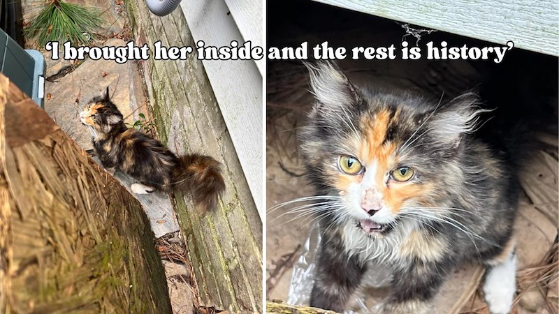I brought her inside and the rest is history