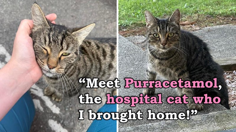 "Meet Purracetamol, the hospital cat who I brought home!"