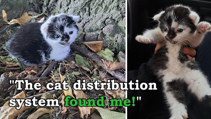 "The cat distribution system found me!"