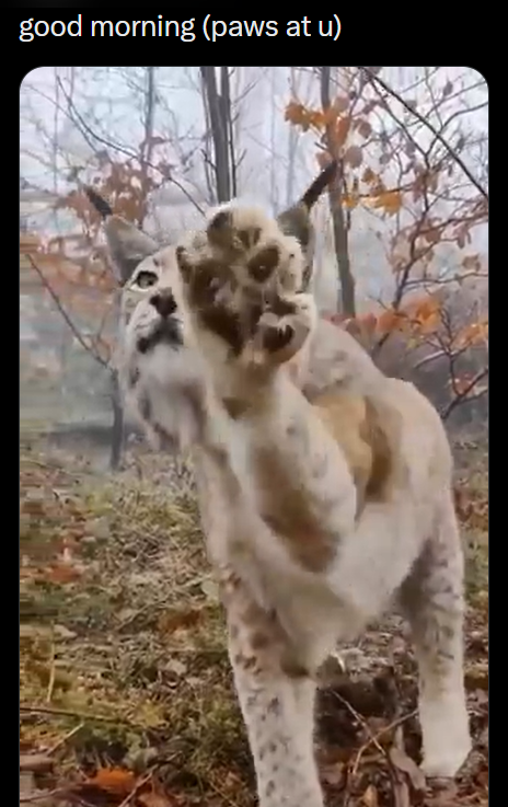 good morning (paws at u)