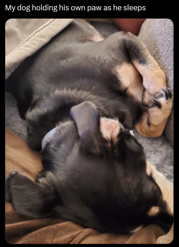 My dog holding his own paw as he sleeps