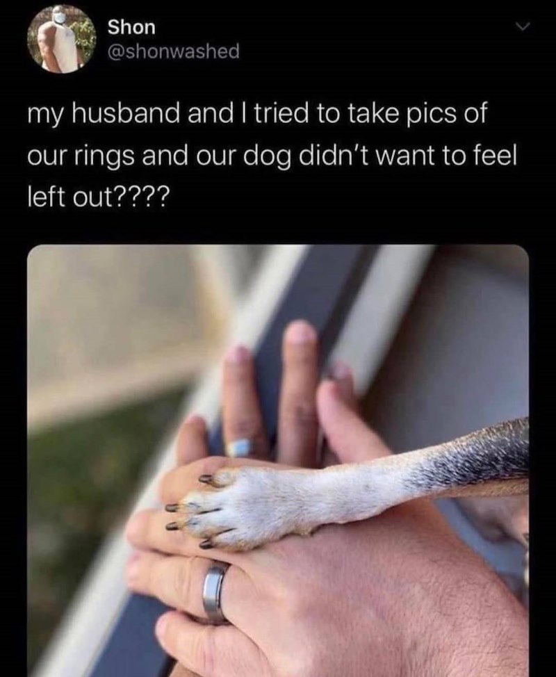 Shon @shonwashed my husband and I tried to take pics of our rings and our dog didn't want to feel left out????