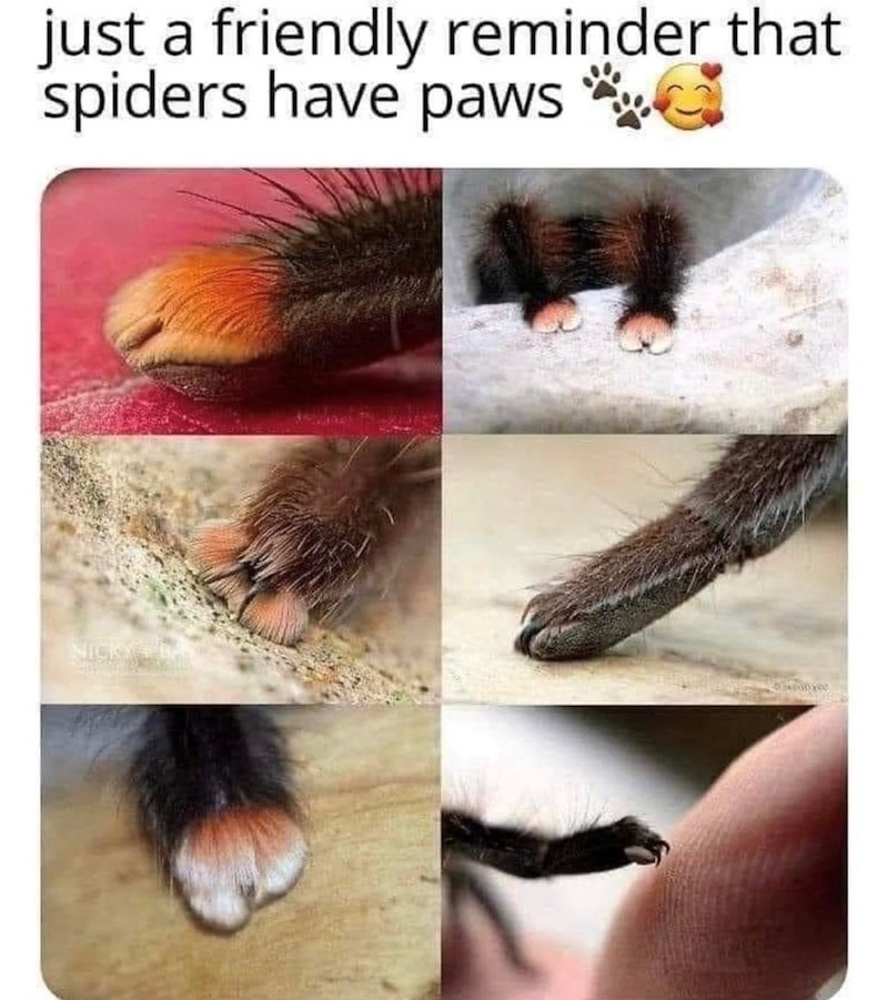 just a friendly reminder that spiders have paws * NICKY BA