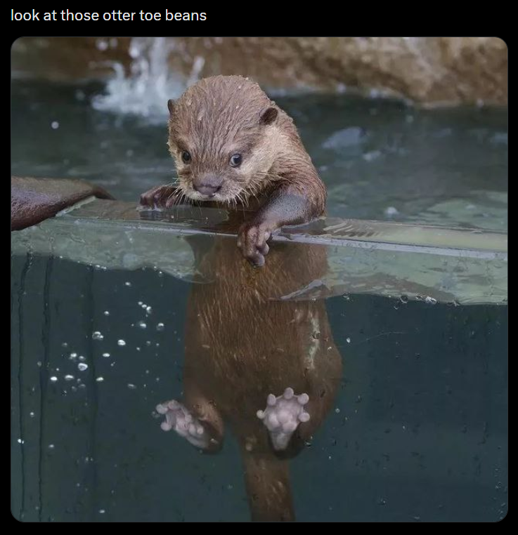 look at those otter toe beans