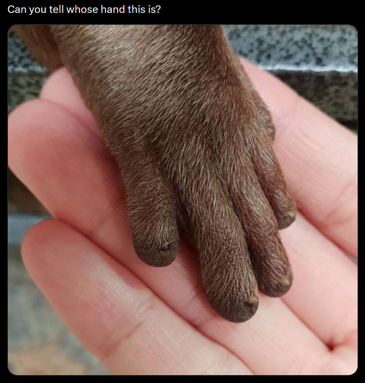 Can you tell whose hand this is?