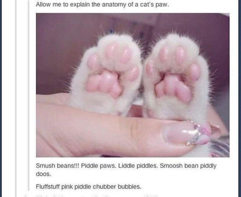 Allow me to explain the anatomy of a cat's paw. Smush beans!!! Piddle paws. Liddle piddles. Smoosh bean piddly doos. Fluffstuff pink piddle chubber bubbles.