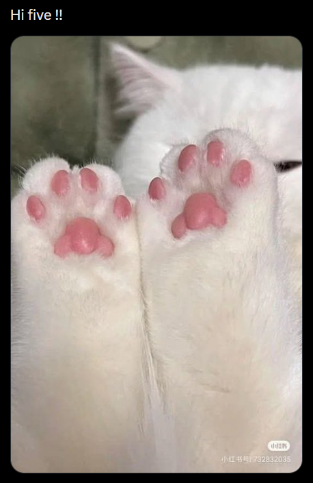 Hi five !! 小红书] 小红书号:732832035