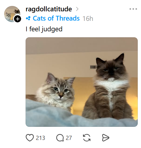 ragdollcatitude > ⚫: Cats of Threads 16h I feel judged 213 Q27 G Đ ...