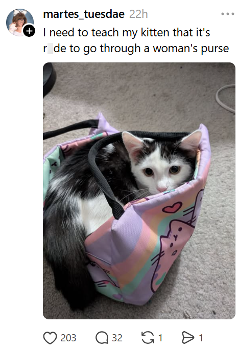 martes_tuesdae 22h + I need to teach my kitten that it's r de to go through a woman's purse 203 32 1 > 1