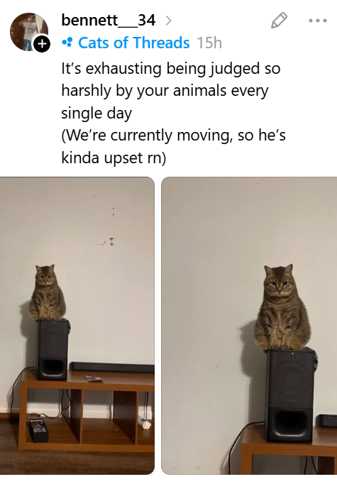 bennett 34 > + • Cats of Threads 15h It's exhausting being judged so harshly by your animals every single day (We're currently moving, so he's kinda upset rn)