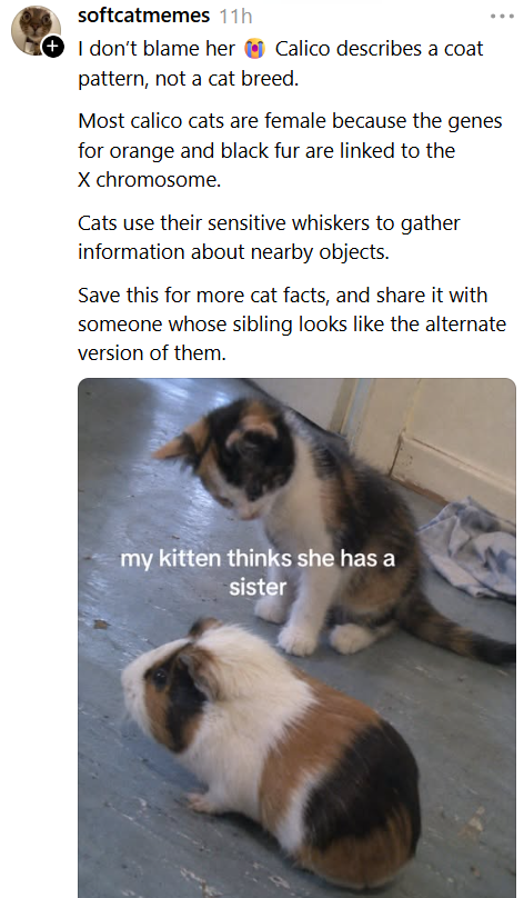 softcatmemes 11h I don't blame her Calico describes a coat pattern, not a cat breed. ... Most calico cats are female because the genes for orange and black fur are linked to the X chromosome. Cats use their sensitive whiskers to gather information about nearby objects. Save this for more cat facts, and share it with someone whose sibling looks like the alternate version of them. my kitten thinks she has a sister