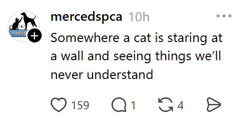 MERCED + mercedspca 10h Somewhere a cat is staring at a wall and seeing things we'll never understand ☐ 159 Q1 4 Ө