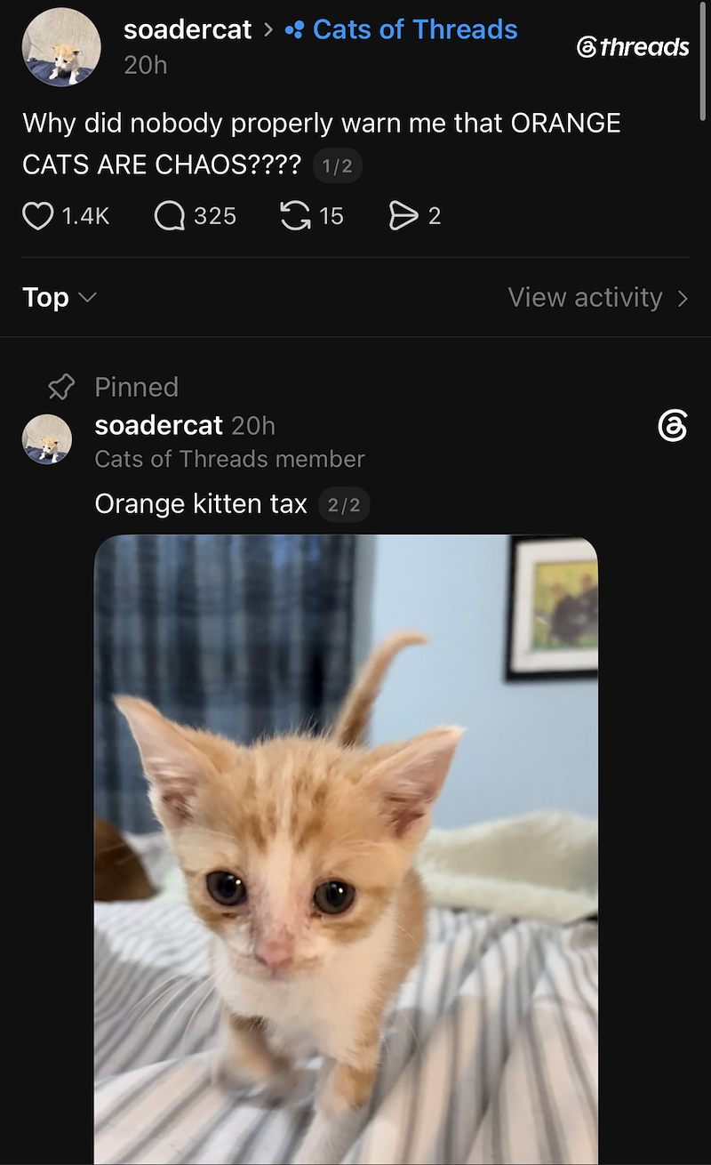 soadercat > • Cats of Threads 20h threads Why did nobody properly warn me that ORANGE CATS ARE CHAOS???? 1/2 1.4K Q 325 15 > 2 View activity > Тор Pinned soadercat 20h Cats of Threads member Orange kitten tax 2/2 கு