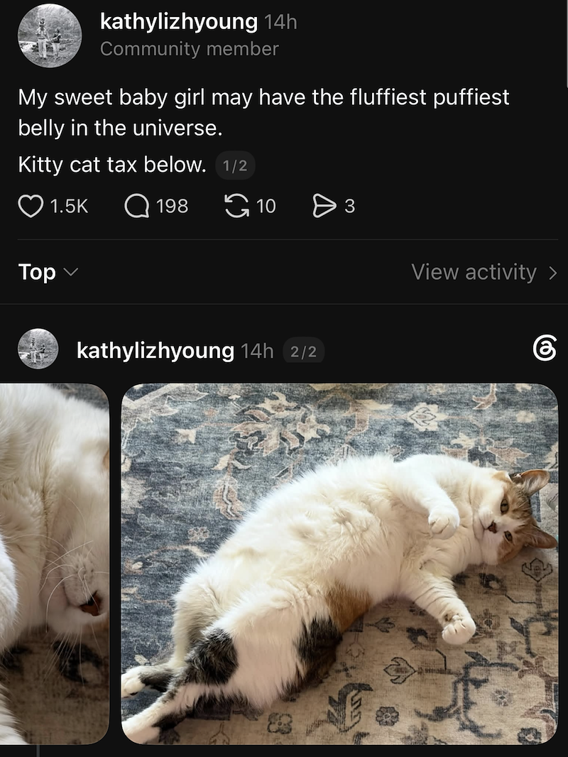 kathylizhyoung 14h Community member My sweet baby girl may have the fluffiest puffiest belly in the universe. Kitty cat tax below. 1/2 1.5K Q 198 Top 10 Өз View activity > kathylizhyoung 14h 2/2