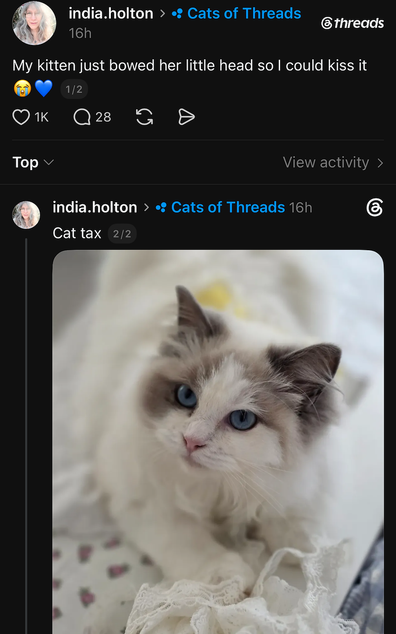 india.holton > • Cats of Threads 16h ⑥threads My kitten just bowed her little head so I could kiss it 1/2 1K Q 28 Top View activity > india.holton > • Cats of Threads 16h கு Cat tax 2/2