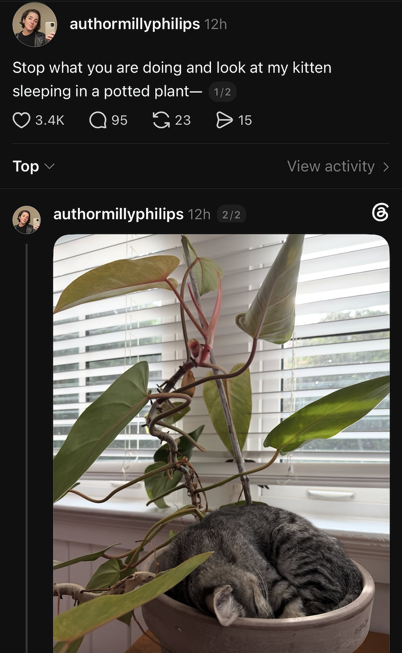 authormillyphilips 12h Stop what you are doing and look at my kitten sleeping in a potted plant- 1/2 Тор 3.4K Q 95 23 > 15 authormillyphilips 12h 2/2 View activity >