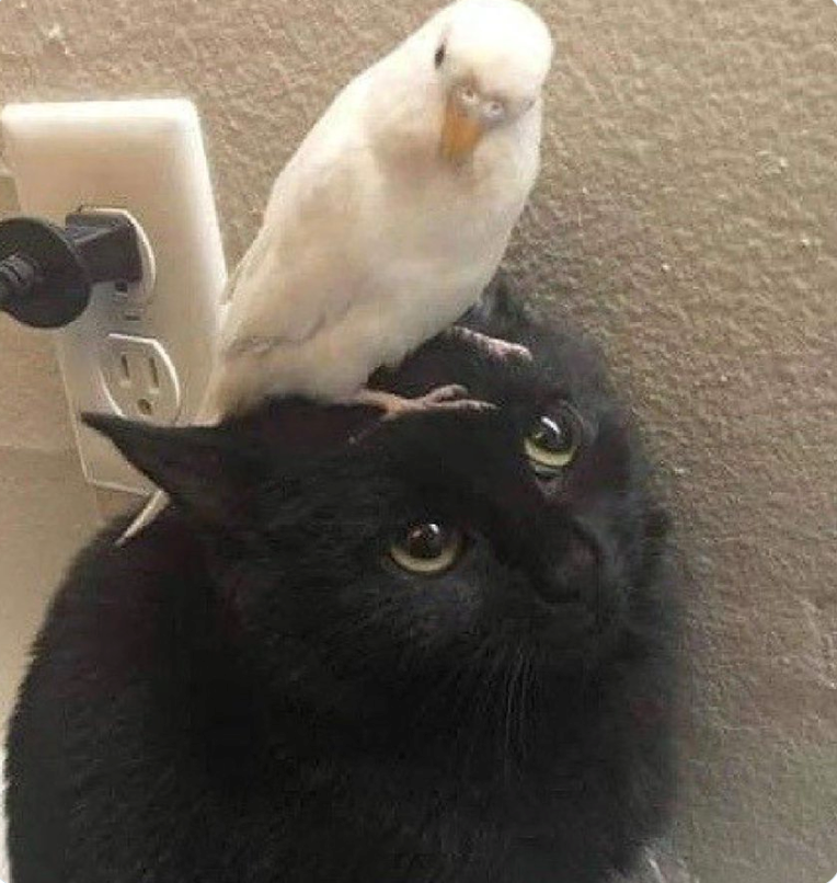 TA