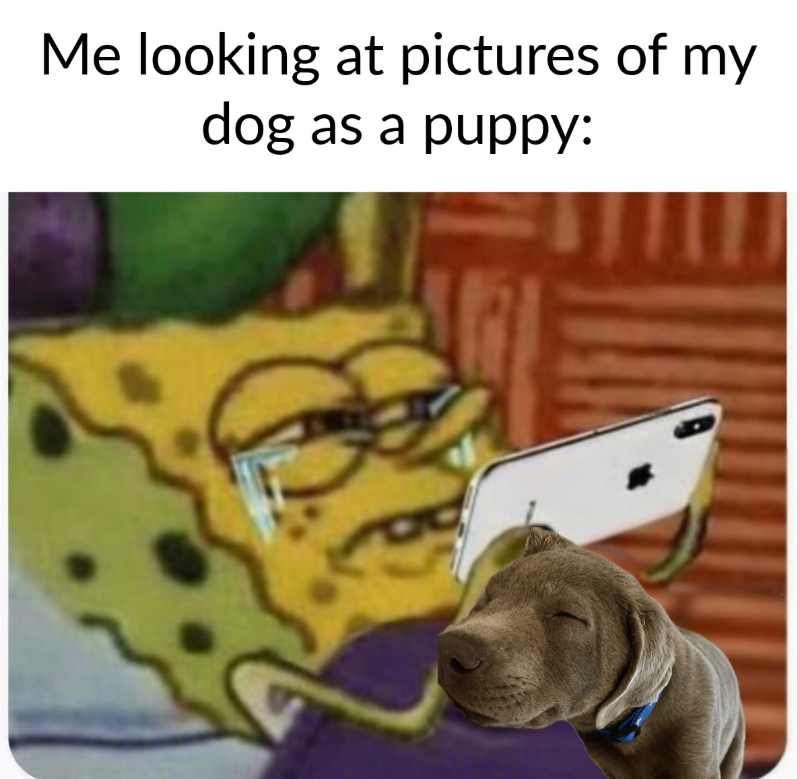 Me looking at pictures of my dog as a puppy: