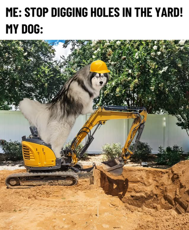 ME: STOP DIGGING HOLES IN THE YARD! MY DOG: