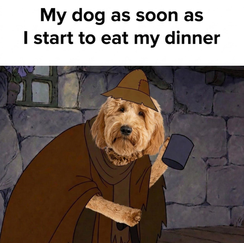 My dog as soon as I start to eat my dinner