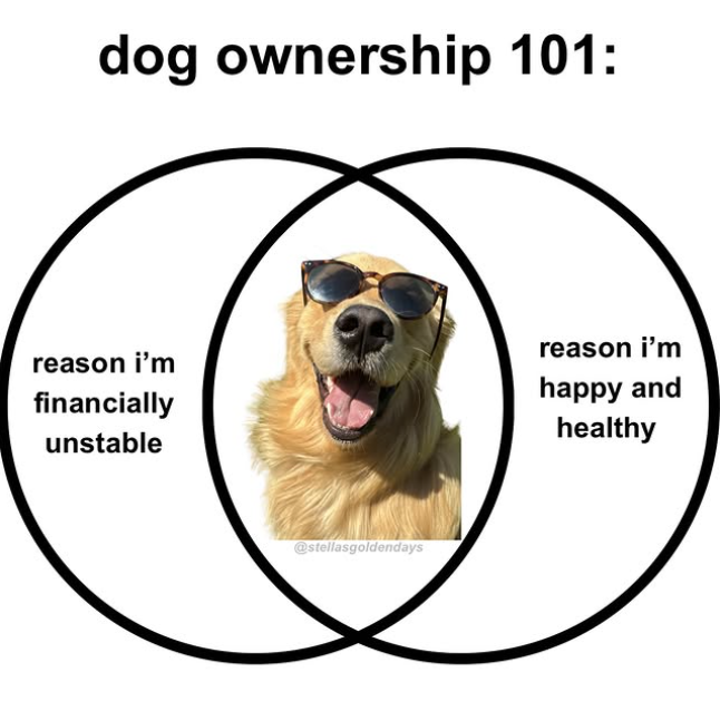 dog ownership 101: reason i'm financially unstable @stellasgoldendays reason i'm happy and healthy
