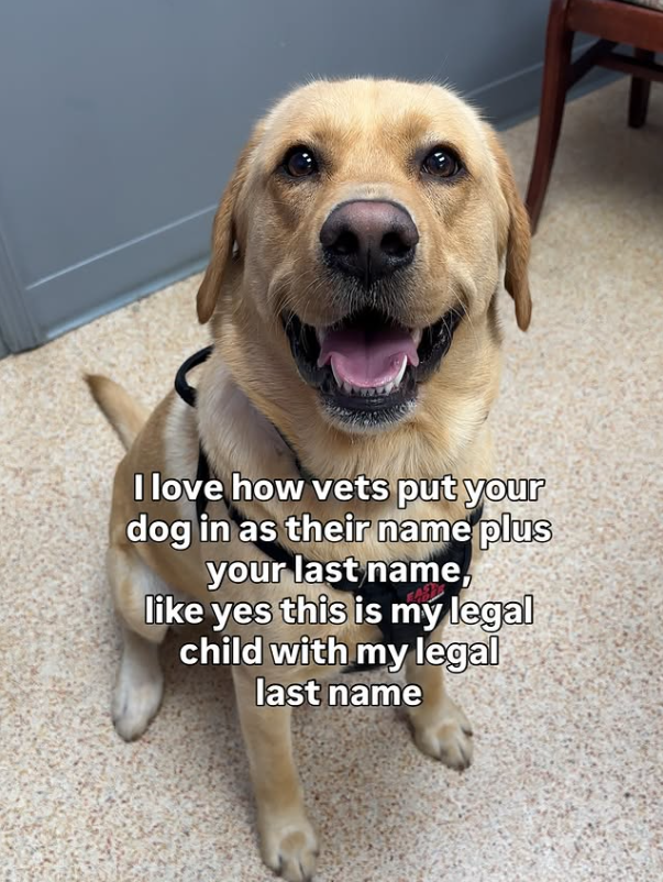 I love how vets put your dog in as their name plus your last name, like yes this is my legal child with my legal last name