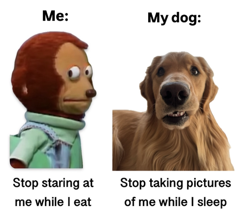 Me: My dog: Stop staring at me while I eat Stop taking pictures of me while I sleep