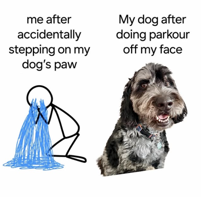 me after accidentally stepping on my dog's paw My dog after doing parkour off my face