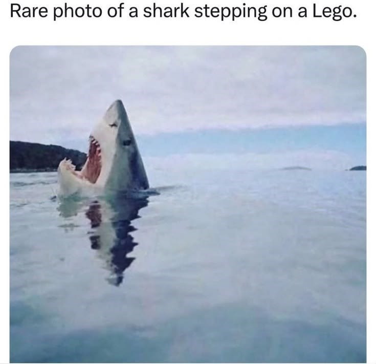 Rare photo of a shark stepping on a Lego.