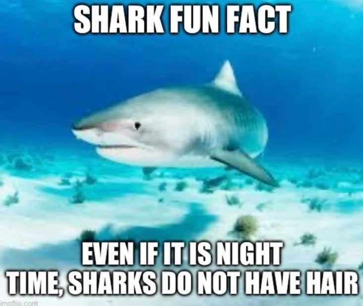 SHARK FUN FACT EVEN IF IT IS NIGHT TIME, SHARKS DO NOT HAVE HAIR imgflip.com