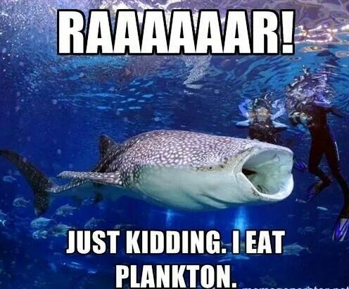 RAAAAAAR! JUST KIDDING. I EAT PLANKTON.