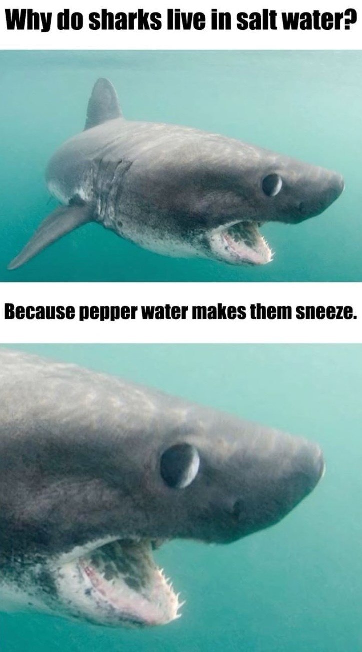 Why do sharks live in salt water? Because pepper water makes them sneeze.