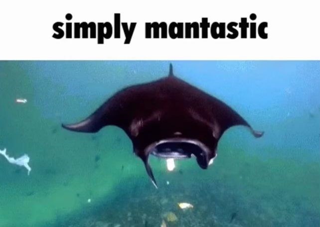 simply mantastic