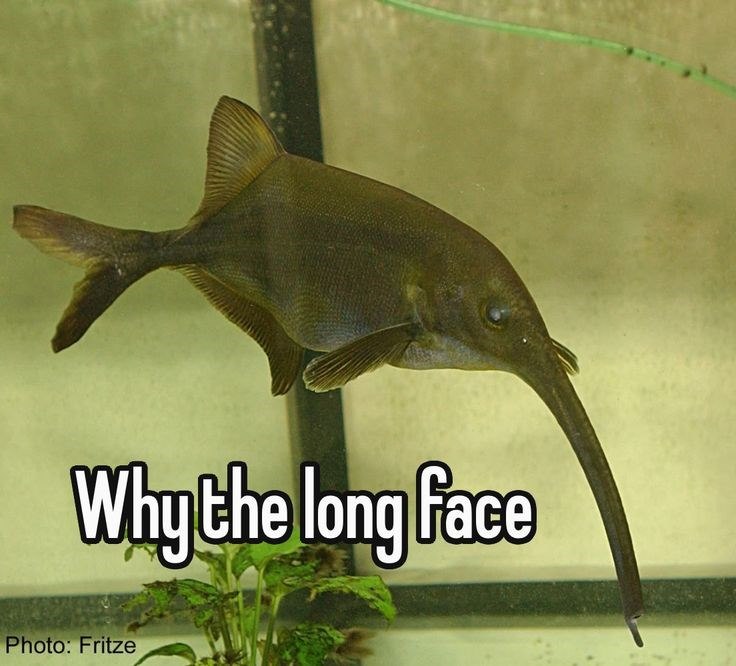 Why the long Face Photo: Fritze