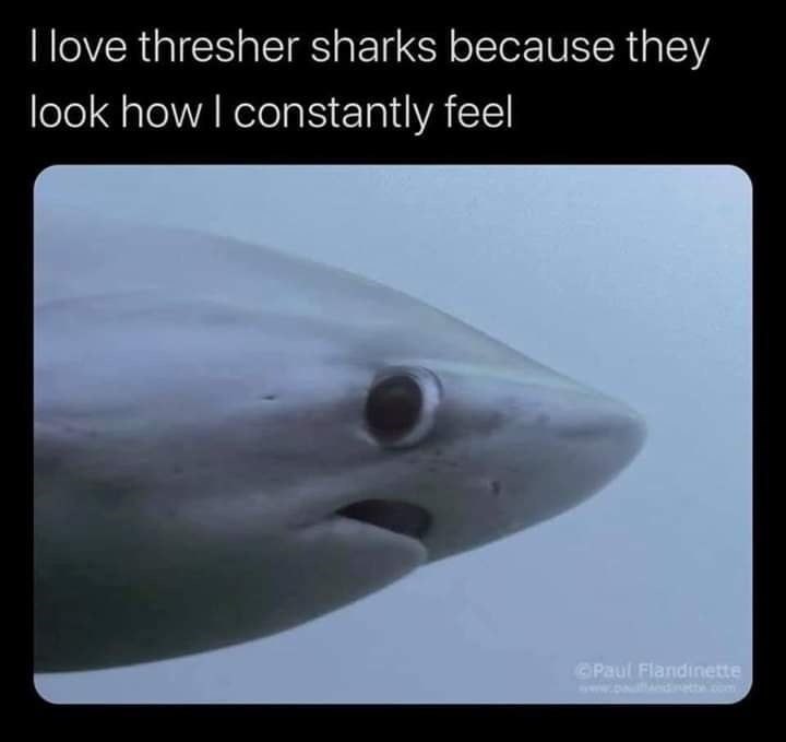 I love thresher sharks because they look how I constantly feel Paul Flandinette www.pauflandinette.com
