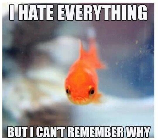 I HATE EVERYTHING BUT I CAN'T REMEMBER WHY