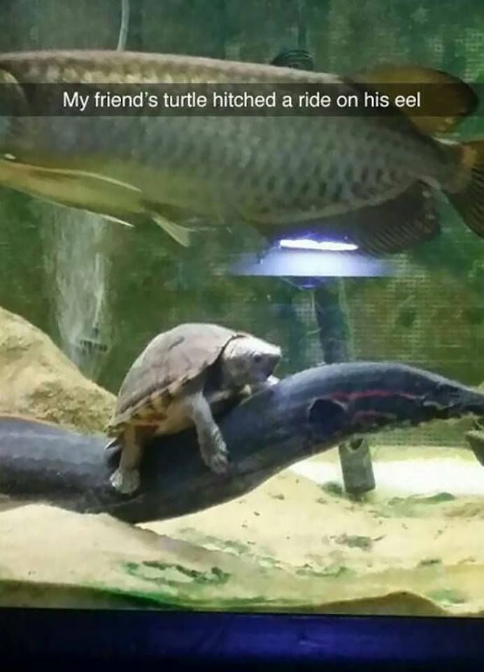 My friend's turtle hitched a ride on his eel