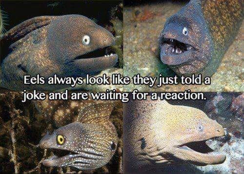 O Eels always look like they just told a joke and are waiting for a reaction.