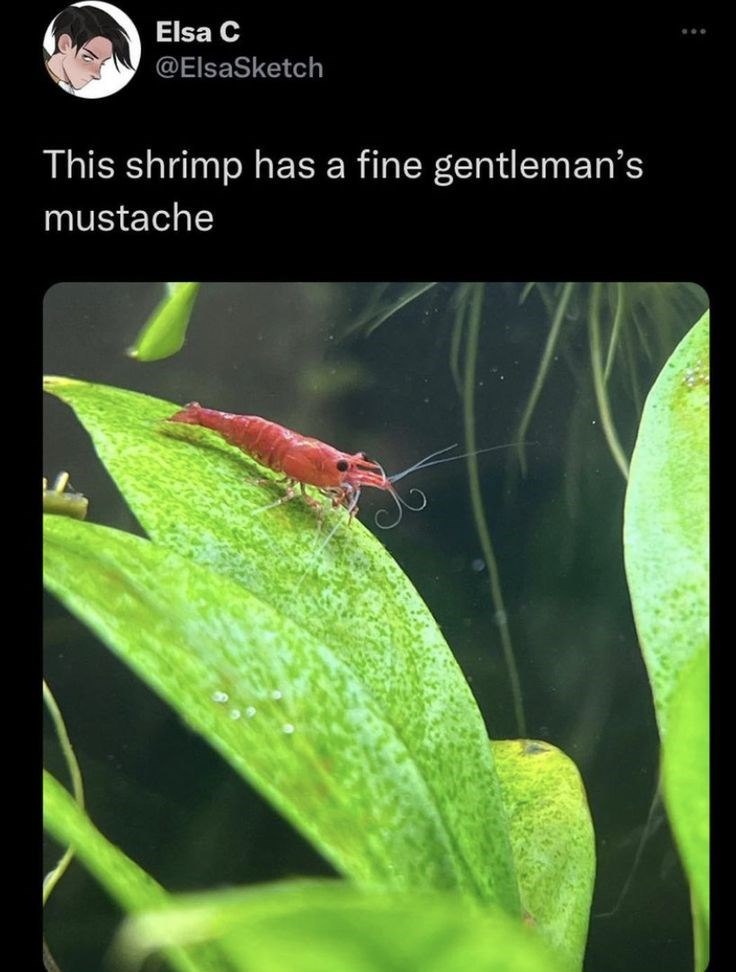 Elsa C @ElsaSketch This shrimp has a fine gentleman's mustache