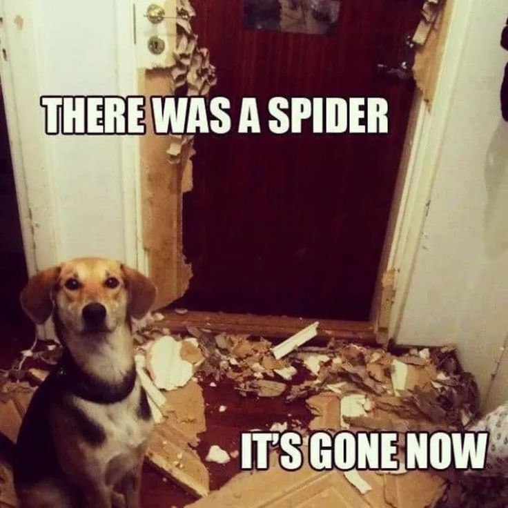 THERE WAS A SPIDER IT'S GONE NOW