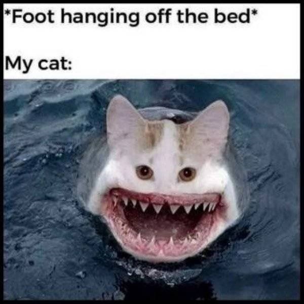 *Foot hanging off the bed* My cat: