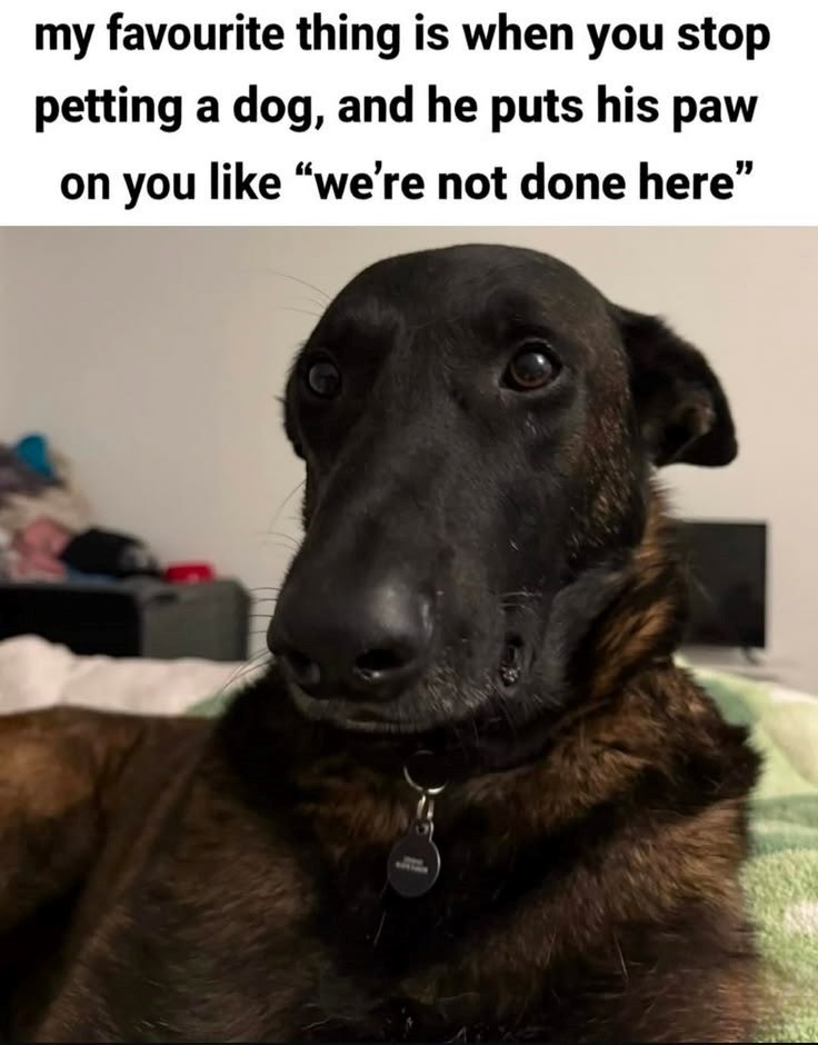 my favourite thing is when you stop petting a dog, and he puts his paw on you like "we're not done here"