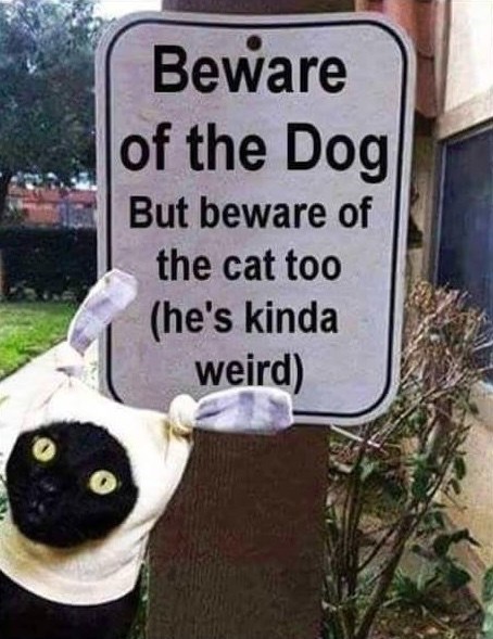 Beware of the Dog But beware of the cat too (he's kinda weird)