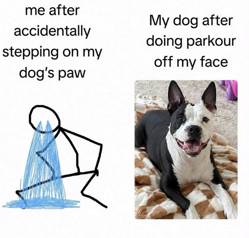 me after accidentally stepping on my dog's paw My dog after doing parkour off my face